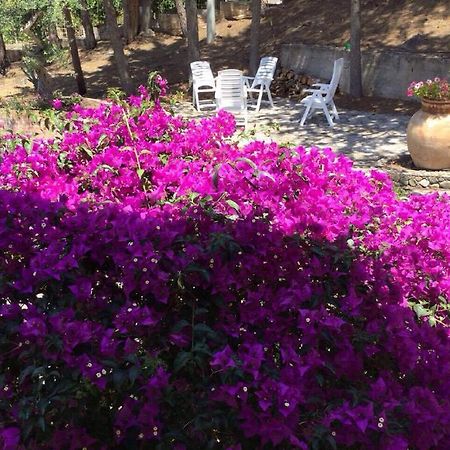 Villa Bouganvilla チェファル エクステリア 写真